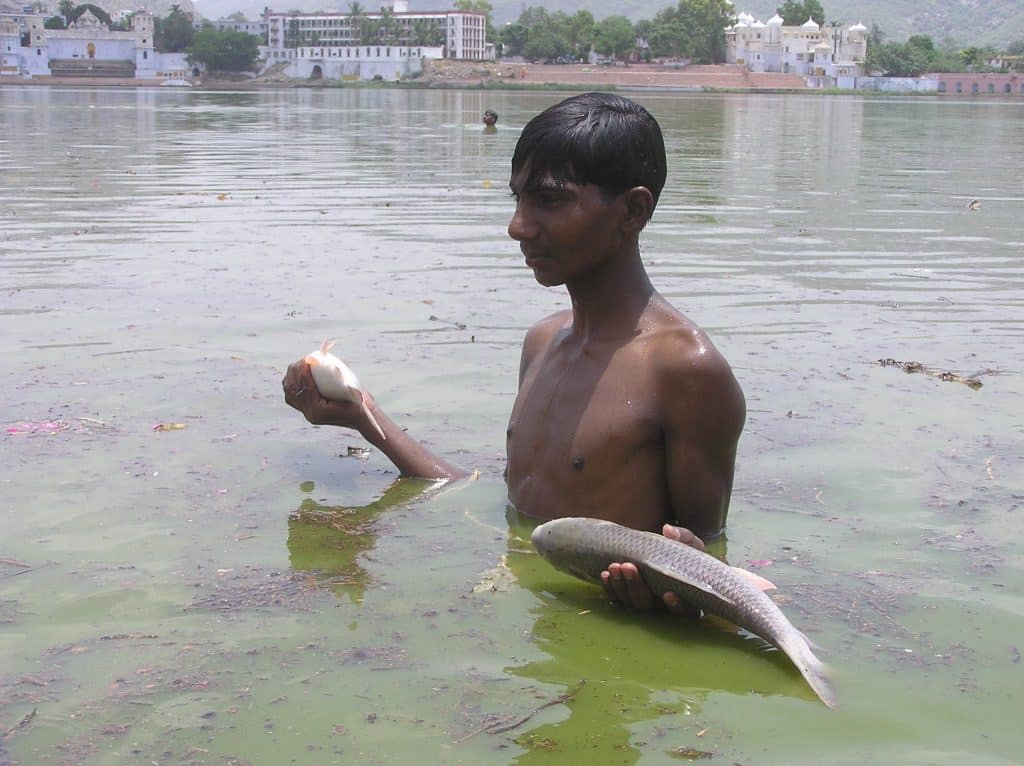 Fish Kill Pushkar Lake 2008